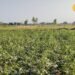 Agriculture Tips I भिंडी खेती