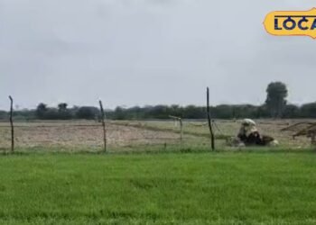 Paddy Nursery I धान की नर्सरी