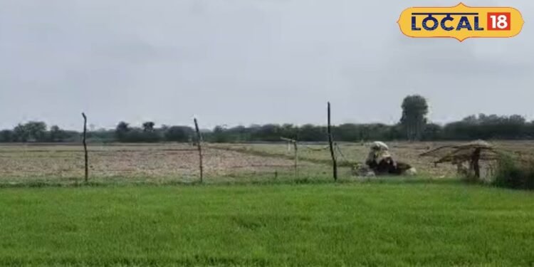 Paddy Nursery I धान की नर्सरी