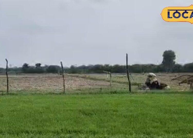 Paddy Nursery I धान की नर्सरी