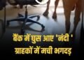 जब बैंक में हुई ‘नंदी’ की एंट्री! स्टाफ के छूटे पसीने, ग्राहकों ने भागकर बचाई जान