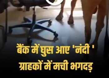 जब बैंक में हुई ‘नंदी’ की एंट्री! स्टाफ के छूटे पसीने, ग्राहकों ने भागकर बचाई जान