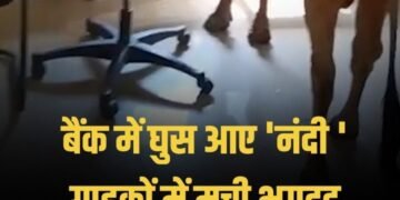 जब बैंक में हुई ‘नंदी’ की एंट्री! स्टाफ के छूटे पसीने, ग्राहकों ने भागकर बचाई जान