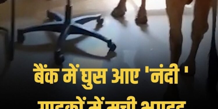 जब बैंक में हुई ‘नंदी’ की एंट्री! स्टाफ के छूटे पसीने, ग्राहकों ने भागकर बचाई जान