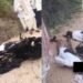 2 pedestrians on a bike died after an 11,000-volt power line fell on them in Alwar. अलवर में बाइक सवार दो लोगों पर गिरा 11 हजार वोल्टेज वाला बिजली तार, जलकर मौत, Madhya-pradesh Hindi News