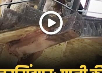 पानी की टंकी पर चढ़ा सांड, भयंकर वीडिया वायरल