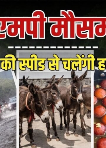 एमपी में बारिश के लिए टोटका; गधों को खिलाए गुलाब जामुन, आज इन जिलों में येलो अलर्ट, Madhya-pradesh Hindi News