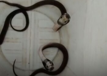 उज्जैन के बड़नगर में घर से दो दिन में निकले 14 कोबरा सांप, गंधर्व तलाई क्षेत्र में दहशत का माहौल, मध्य प्रदेश वीडियो न्यूज