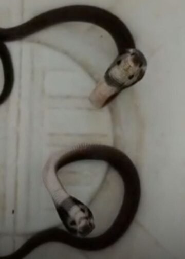 उज्जैन के बड़नगर में घर से दो दिन में निकले 14 कोबरा सांप, गंधर्व तलाई क्षेत्र में दहशत का माहौल, मध्य प्रदेश वीडियो न्यूज