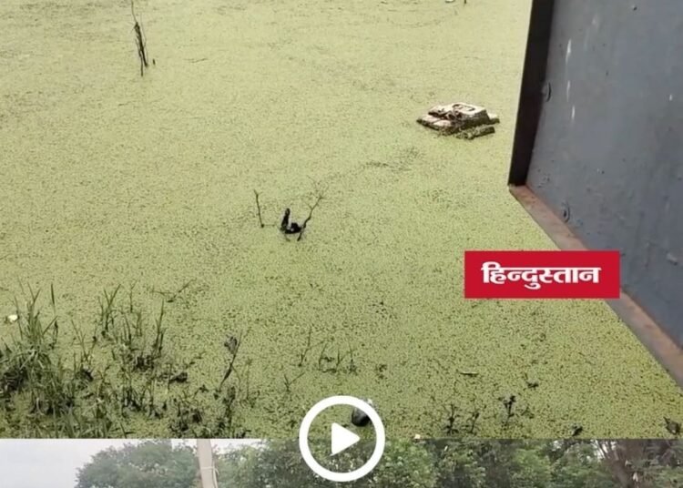 मुरैना का जेबरा खेड़ा सरकारी स्कूल बना जलद्वीप, 2 साल से जलभराव में पढ़ रहे बच्चे, मध्य प्रदेश वीडियो न्यूज
