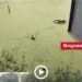 मुरैना का जेबरा खेड़ा सरकारी स्कूल बना जलद्वीप, 2 साल से जलभराव में पढ़ रहे बच्चे, मध्य प्रदेश वीडियो न्यूज