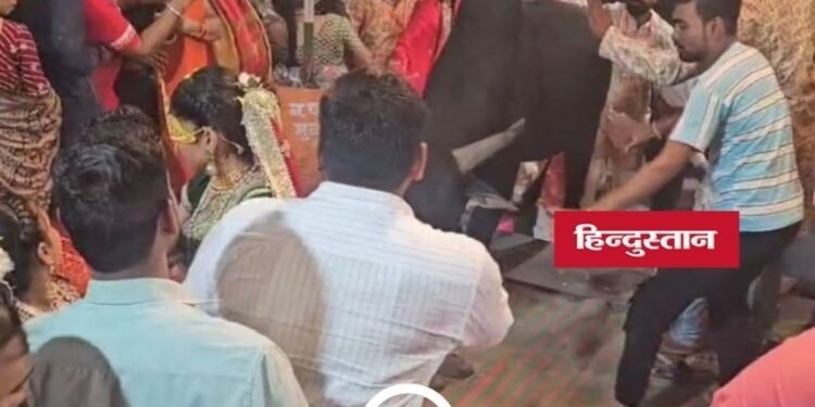 Betul News: मुलताई में मां ताप्ती की महाआरती के दौरान सांड घुसने से भगदड़, कई लोग घायल, मध्य प्रदेश वीडियो न्यूज