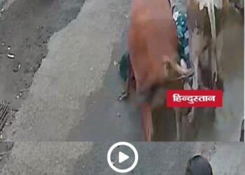 मंदसौर में स्कूल जा रहे बच्चों और मां को आवारा सांडों ने मारी टक्कर, CCTV वीडियो वायरल, मध्य प्रदेश वीडियो न्यूज