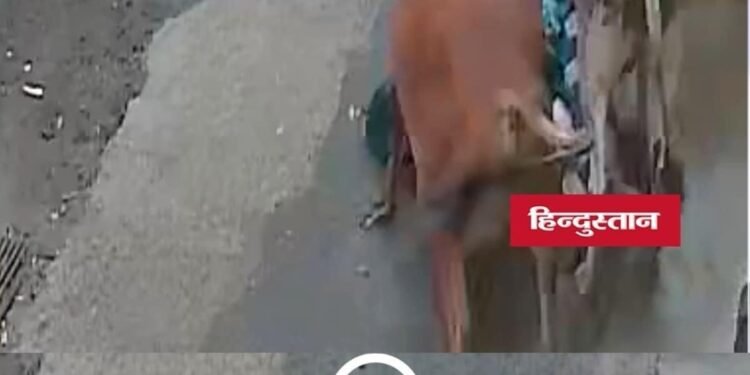 मंदसौर में स्कूल जा रहे बच्चों और मां को आवारा सांडों ने मारी टक्कर, CCTV वीडियो वायरल, मध्य प्रदेश वीडियो न्यूज