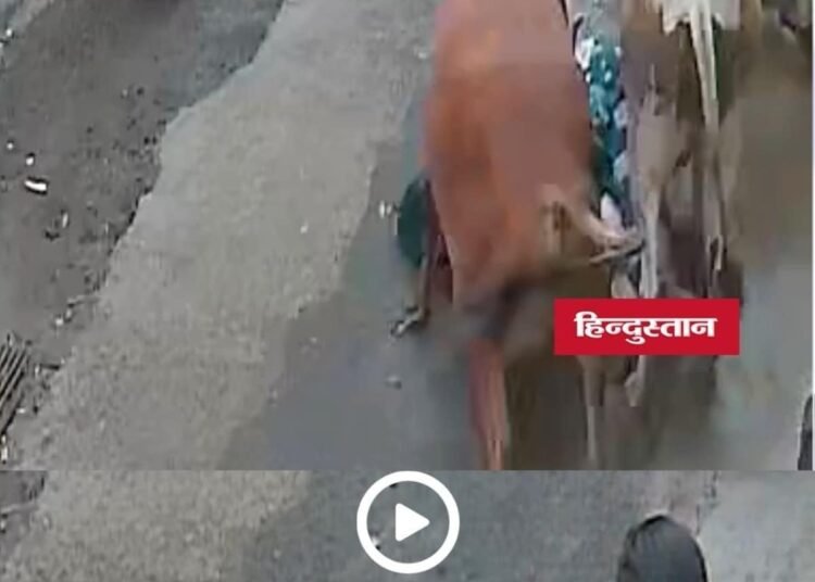 मंदसौर में स्कूल जा रहे बच्चों और मां को आवारा सांडों ने मारी टक्कर, CCTV वीडियो वायरल, मध्य प्रदेश वीडियो न्यूज