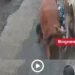 मंदसौर में स्कूल जा रहे बच्चों और मां को आवारा सांडों ने मारी टक्कर, CCTV वीडियो वायरल, मध्य प्रदेश वीडियो न्यूज