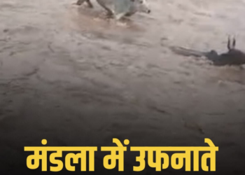 मंडला के मचला गांव में उफनाते नाले में बहे मवेशी, सुरक्षित किनारे पहुंचे, मध्य प्रदेश वीडियो न्यूज