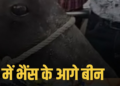 डबरा नगर पालिका में जनसमस्याओं पर पार्षदों का धरना: भैंस के आगे बजाई बीन, मध्य प्रदेश वीडियो न्यूज