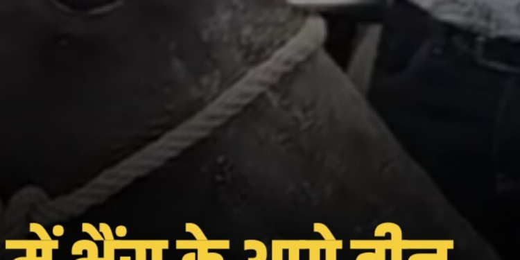 डबरा नगर पालिका में जनसमस्याओं पर पार्षदों का धरना: भैंस के आगे बजाई बीन, मध्य प्रदेश वीडियो न्यूज