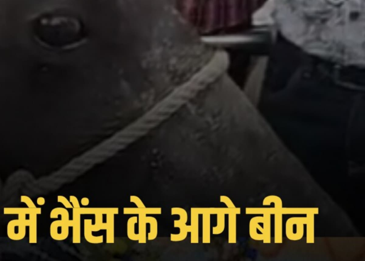 डबरा नगर पालिका में जनसमस्याओं पर पार्षदों का धरना: भैंस के आगे बजाई बीन, मध्य प्रदेश वीडियो न्यूज