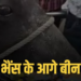 डबरा नगर पालिका में जनसमस्याओं पर पार्षदों का धरना: भैंस के आगे बजाई बीन, मध्य प्रदेश वीडियो न्यूज