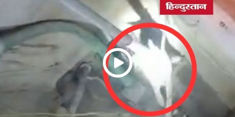सिंगरौली के सुलियरी गांव में कुएं में गिरे तीन सियारों का सफल रेस्क्यू, वन विभाग ने जंगल में छोड़ा, मध्य प्रदेश वीडियो न्यूज
