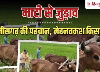 छत्तीसगढ़ के CM साय का ठेठ किसानी अंदाज; हाथ में हल की मूठ, बैलों से खेत की जुताई, Chhattisgarh Hindi News
