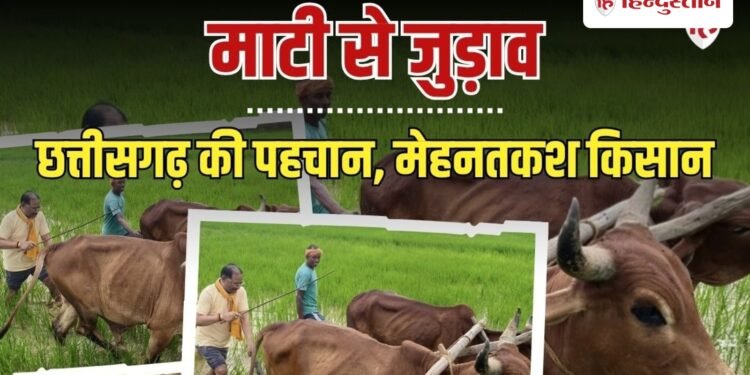 छत्तीसगढ़ के CM साय का ठेठ किसानी अंदाज; हाथ में हल की मूठ, बैलों से खेत की जुताई, Chhattisgarh Hindi News