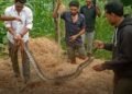 डिंडोरी के समनापुर में विशाल अजगर का बिना प्रशिक्षण युवकों ने किया रेस्क्यू, सुरक्षा को लेकर उठे सवाल, मध्य प्रदेश वीडियो न्यूज