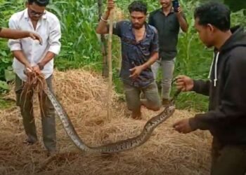 डिंडोरी के समनापुर में विशाल अजगर का बिना प्रशिक्षण युवकों ने किया रेस्क्यू, सुरक्षा को लेकर उठे सवाल, मध्य प्रदेश वीडियो न्यूज