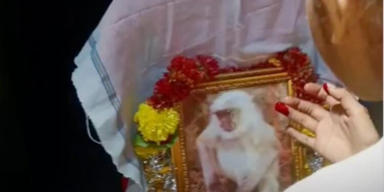 शाजापुर के मंगलाज गांव में करंट से बंदर की मौत के बाद 8 दिन शोक, अंतिम संस्कार और श्रद्धांजलि कार्यक्रम आयोजित, मध्य प्रदेश वीडियो न्यूज