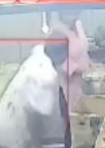जबलपुर में मुस्कान हत्याकांड का LIVE CCTV सामने आया, साथी कर्मचारी ने चाकू से किए 4 वार, मध्य प्रदेश वीडियो न्यूज