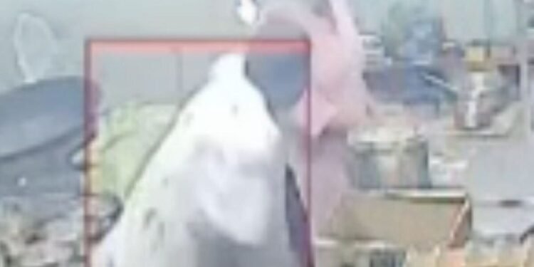 जबलपुर में मुस्कान हत्याकांड का LIVE CCTV सामने आया, साथी कर्मचारी ने चाकू से किए 4 वार, मध्य प्रदेश वीडियो न्यूज