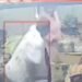जबलपुर में मुस्कान हत्याकांड का LIVE CCTV सामने आया, साथी कर्मचारी ने चाकू से किए 4 वार, मध्य प्रदेश वीडियो न्यूज