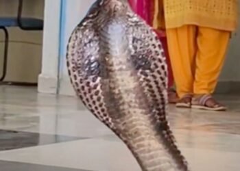 शिवपुरी के सिद्धि विनायक कॉलेज में 6 फीट का कोबरा, चंदन गोयरा निगलने के बाद सुरक्षित रेस्क्यू, मध्य प्रदेश वीडियो न्यूज