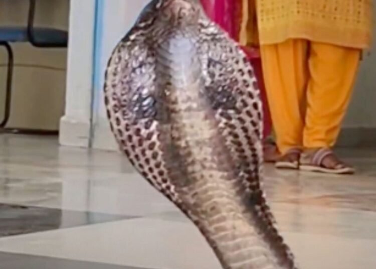 शिवपुरी के सिद्धि विनायक कॉलेज में 6 फीट का कोबरा, चंदन गोयरा निगलने के बाद सुरक्षित रेस्क्यू, मध्य प्रदेश वीडियो न्यूज