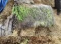 डिंडौरी के नीगवानी वेयरहाउस में 15 हजार बोरी धान खराब होने का दावा, विधायक मरकाम ने सरकार को घेरा, मध्य प्रदेश वीडियो न्यूज