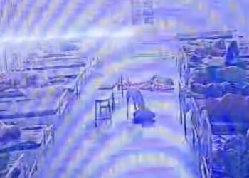 मंदसौर जिला अस्पताल से 4 लाख के जेवरों का बैग कुत्ता ले भागा, CCTV से पुलिस ने बरामद किया, मध्य प्रदेश वीडियो न्यूज