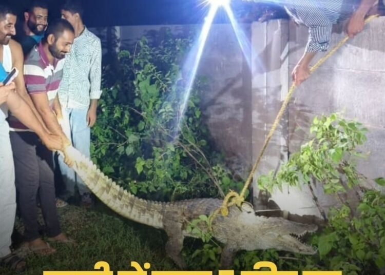 मंदसौर के सीतामऊ में 7 फीट का मगरमच्छ गांव की बस्ती में पहुंचा, वन विभाग ने सुरक्षित रेस्क्यू कर जंगल में छोड़ा, मध्य प्रदेश वीडियो न्यूज