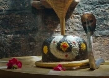 उज्जैन के 84 महादेव मंदिर में निकला कोबरा, पंडित ने इंस्टाग्राम से बुलाया सर्पमित्र, 200 सांपों का रेस्क्यू, मध्य प्रदेश वीडियो न्यूज