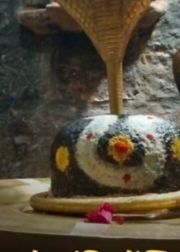 उज्जैन के 84 महादेव मंदिर में निकला कोबरा, पंडित ने इंस्टाग्राम से बुलाया सर्पमित्र, 200 सांपों का रेस्क्यू, मध्य प्रदेश वीडियो न्यूज