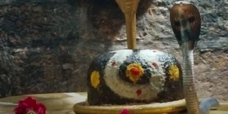 उज्जैन के 84 महादेव मंदिर में निकला कोबरा, पंडित ने इंस्टाग्राम से बुलाया सर्पमित्र, 200 सांपों का रेस्क्यू, मध्य प्रदेश वीडियो न्यूज