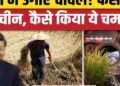 China Space Farming: अंतरिक्ष में धान की खेती के बाद फसल धरती पर लाया चीन | Rice Harvesting, अंतरराष्ट्रीय वीडियो न्यूज