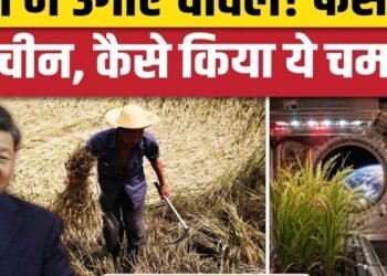 China Space Farming: अंतरिक्ष में धान की खेती के बाद फसल धरती पर लाया चीन | Rice Harvesting, अंतरराष्ट्रीय वीडियो न्यूज