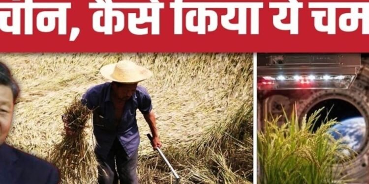 China Space Farming: अंतरिक्ष में धान की खेती के बाद फसल धरती पर लाया चीन | Rice Harvesting, अंतरराष्ट्रीय वीडियो न्यूज