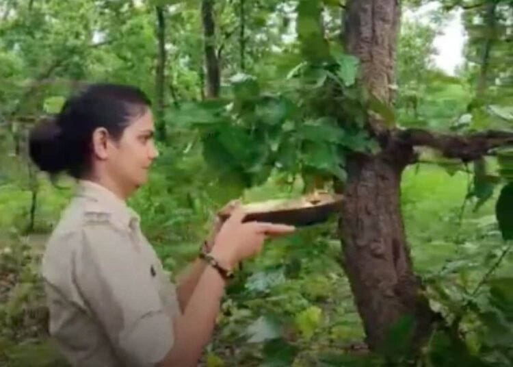 उमरिया के बांधवगढ़ में पेड़ों को बांधी राखी, महिला वनकर्मियों ने लिया संरक्षण का संकल्प, मध्य प्रदेश वीडियो न्यूज