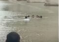 मुरैना में स्टीमर सेवा शुरू नहीं होने पर कांग्रेस नेता ने चंबल में लगाई छलांग, पुलिस ने बचाया, मध्य प्रदेश वीडियो न्यूज