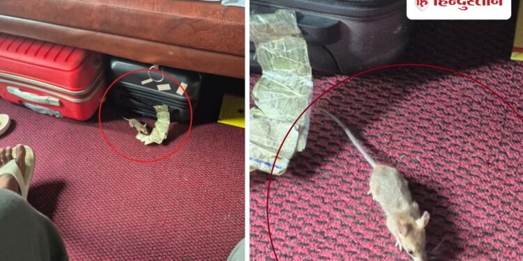ट्रेन के फर्स्ट AC कोच में रिटायर्ड अधिकारी की नाक चूहे ने कुतरी, अस्पताल में भर्ती; चंडीगढ़ से आ रहे थे इंदौर, Madhya-pradesh Hindi News