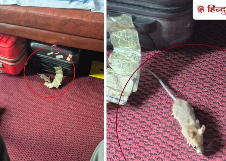 ट्रेन के फर्स्ट AC कोच में रिटायर्ड अधिकारी की नाक चूहे ने कुतरी, अस्पताल में भर्ती; चंडीगढ़ से आ रहे थे इंदौर, Madhya-pradesh Hindi News