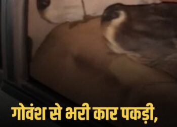 MP:बैतूल के घोड़ाडोंगरी में गोवंश तस्करी, 5 गायों से भरी कार पकड़ी, 30 KM पीछा कर रेलवे गेट पर पकड़ा, 2 फरार, मध्य प्रदेश वीडियो न्यूज